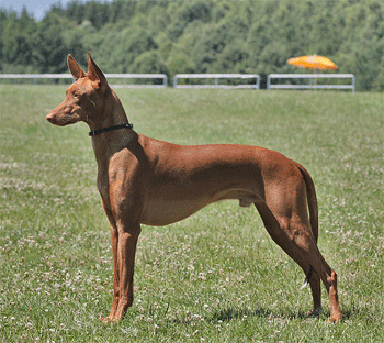 Sire: Argaii-Esik